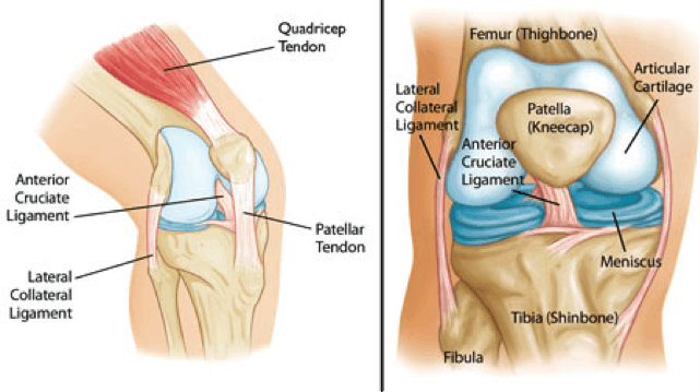 Knee anatomy